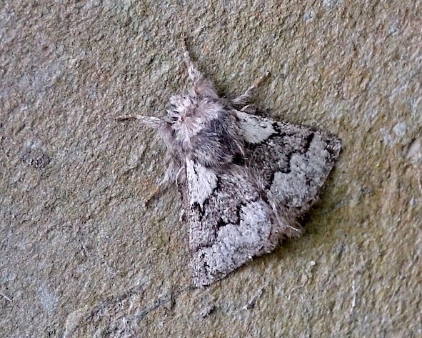 pale eggar
